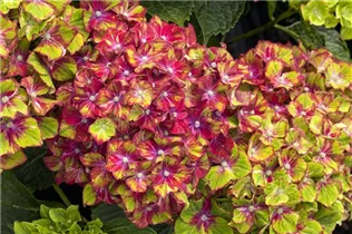 Hydrangea macrophylla 'Saxon® Schloss Wackerbarth, Horwack(s)' - Bauernhortensie 'Saxon® Schloss Wackerbarth, Horwack(s)' Hydrangea macrophylla 'Saxon® Schloss Wackerbarth, Horwack(s)' - Bauernhortensie 'Saxon® Schloss Wackerbarth, Horwack(s)'