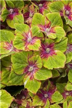 Hydrangea macrophylla 'Saxon® Schloss Wackerbarth, Horwack(s)' - Bauernhortensie 'Saxon® Schloss Wackerbarth, Horwack(s)' Hydrangea macrophylla 'Saxon® Schloss Wackerbarth, Horwack(s)' - Bauernhortensie 'Saxon® Schloss Wackerbarth, Horwack(s)'