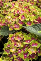 Hydrangea macrophylla 'Saxon® Schloss Wackerbarth, Horwack(s)' - Bauernhortensie 'Saxon® Schloss Wackerbarth, Horwack(s)' Hydrangea macrophylla 'Saxon® Schloss Wackerbarth, Horwack(s)' - Bauernhortensie 'Saxon® Schloss Wackerbarth, Horwack(s)'
