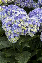 Hydrangea macrophylla You & Me 'Together'® - Bauernhortensie You & Me 'Together'®