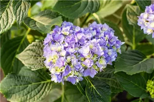Hydrangea macrophylla You & Me 'Together'® - Bauernhortensie You & Me 'Together'®