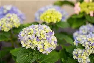 Hydrangea macrophylla You & Me 'Together'® - Bauernhortensie You & Me 'Together'®