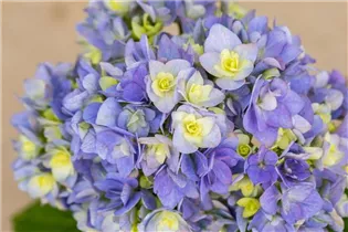 Hydrangea macrophylla You & Me 'Together'® - Bauernhortensie You & Me 'Together'®