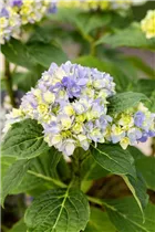 Hydrangea macrophylla You & Me 'Together'® - Bauernhortensie You & Me 'Together'®