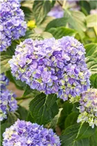 Hydrangea macrophylla You & Me 'Together'® - Bauernhortensie You & Me 'Together'®