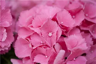 Hydrangea macrophylla 'Schöne Bautznerin' - Bauernhortensie 'Schöne Bautznerin'