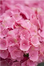 Hydrangea macrophylla 'Schöne Bautznerin' - Bauernhortensie 'Schöne Bautznerin'