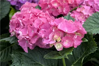 Hydrangea macrophylla 'Schöne Bautznerin' - Bauernhortensie 'Schöne Bautznerin'