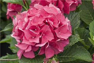 Hydrangea macrophylla 'Schöne Bautznerin' - Bauernhortensie 'Schöne Bautznerin'