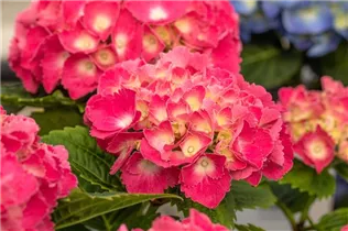 Hydrangea macrophylla 'Schöne Bautznerin' - Bauernhortensie 'Schöne Bautznerin'