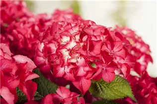 Hydrangea macrophylla 'Selma' - Hortensie 'Selma'