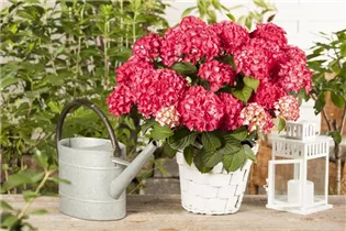 Hydrangea macrophylla 'Selma' - Hortensie 'Selma'