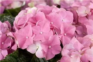 Hydrangea macrophylla, rosa - Hydrangea macrophylla, rosa