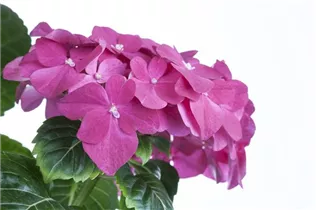 Hydrangea macrophylla, rosa - Hydrangea macrophylla, rosa