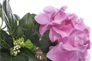 Hydrangea macrophylla, rosa - Hydrangea macrophylla, rosa