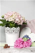 Hydrangea macrophylla, rosa - Hydrangea macrophylla, rosa