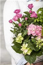 Hydrangea macrophylla, rosa - Hydrangea macrophylla, rosa