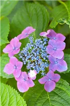 Hydrangea macrophylla, Teller - Teller-Hortensie Hydrangea macrophylla, Teller - Teller-Hortensie