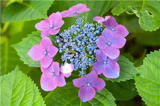 Hydrangea macrophylla, Teller - Teller-Hortensie Hydrangea macrophylla, Teller - Teller-Hortensie