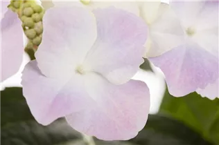Hydrangea macrophylla, Teller - Teller-Hortensie Hydrangea macrophylla, Teller - Teller-Hortensie