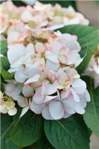 Hydrangea macrophylla 'Snow' - Tellerhortensie 'Snow'