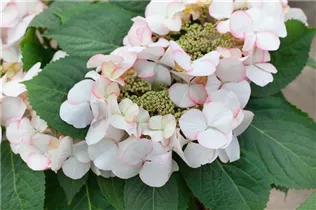 Hydrangea macrophylla 'Snow' - Tellerhortensie 'Snow'