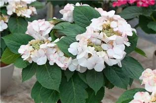 Hydrangea macrophylla 'Snow' - Tellerhortensie 'Snow'