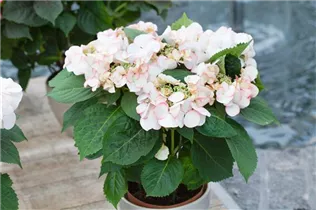 Hydrangea macrophylla 'Snow' - Tellerhortensie 'Snow'