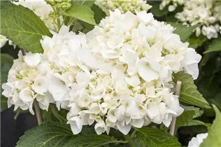 Hydrangea macrophylla 'Soeur Thérèse' - Bauernhortensie 'Soeur Thérèse'