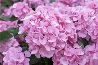 Hydrangea macrophylla 'Sweet Fantasy'® - Bauernhortensie Hovaria 'Sweet Fantasy'®