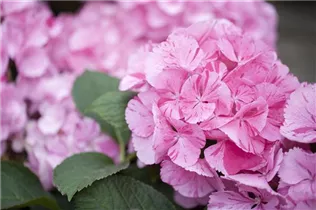 Hydrangea macrophylla 'Sweet Fantasy'® - Bauernhortensie Hovaria 'Sweet Fantasy'®