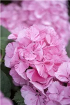 Hydrangea macrophylla 'Sweet Fantasy'® - Bauernhortensie Hovaria 'Sweet Fantasy'®