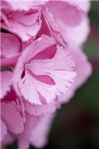 Hydrangea macrophylla 'Sweet Fantasy'® - Bauernhortensie Hovaria 'Sweet Fantasy'®