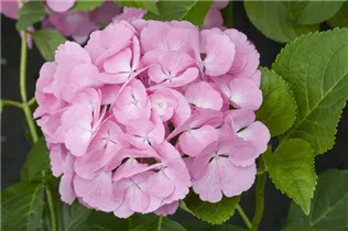 Hydrangea macrophylla 'Sweet Fantasy'® - Bauernhortensie Hovaria 'Sweet Fantasy'®