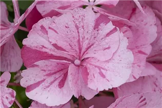 Hydrangea macrophylla 'Sweet Fantasy'® - Bauernhortensie Hovaria 'Sweet Fantasy'®