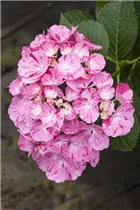Hydrangea macrophylla 'Sweet Fantasy'® - Bauernhortensie Hovaria 'Sweet Fantasy'®