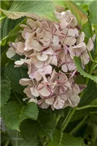 Hydrangea macrophylla 'Sweet Fantasy'® - Bauernhortensie Hovaria 'Sweet Fantasy'®