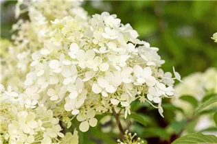 Hydrangea paniculata 'Bobo'® - Rispenhortensie 'Bobo'®