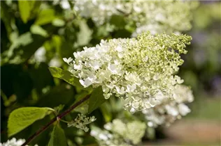 Hydrangea paniculata 'Bombshell'(s) - Rispenhortensie 'Bombshell'(s)
