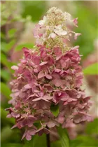 Hydrangea paniculata 'Candlelight'® - Rispenhortensie 'Candlelight'®