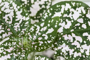 Hypoestes phyllostachya - Punktblume Hypoestes phyllostachya - Punktblume