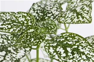 Hypoestes phyllostachya - Punktblume Hypoestes phyllostachya - Punktblume