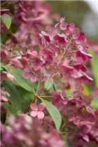 Hydrangea paniculata 'Early Sensation'® - Rispenhortensie 'Early Sensation'®