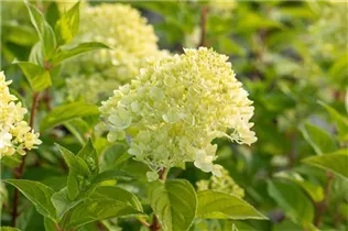 Hydrangea paniculata 'Limelight'(s) - Rispenhortensie 'Limelight'(s)