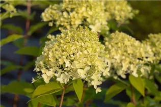 Hydrangea paniculata 'Limelight'(s) - Rispenhortensie 'Limelight'(s)