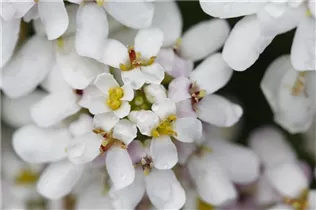 Iberis sempervirens - Immergrüne Schleifenblume Iberis sempervirens - Immergrüne Schleifenblume