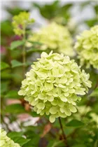 Hydrangea paniculata 'Little Lime'® - Rispenhortensie 'Little Lime'®