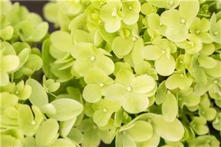 Hydrangea paniculata 'Little Lime'® - Rispenhortensie 'Little Lime'®