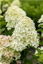Hydrangea paniculata 'Magical Candle'® - Rispenhortensie 'Magical Candle'®
