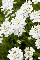 Iberis sempervirens 'Schneeflocke' - Immergrüne Schleifenblume 'Schneeflocke'